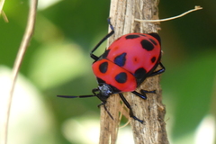 Poecilocoris nepalensis