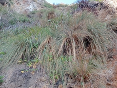 Poa astonii