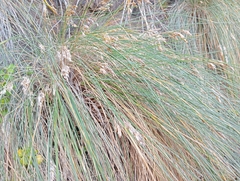 Poa astonii