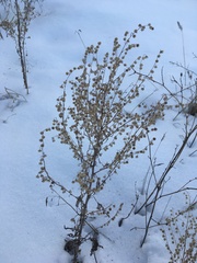 Artemisia sieversiana