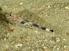 Fusigobius inframaculatus