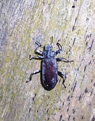 Catapiestus subrufescens