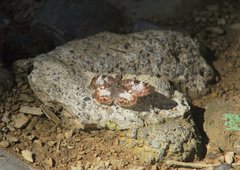 Chiomara georgina georgina
