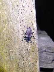 Catapiestus subrufescens