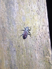 Catapiestus subrufescens