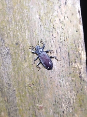 Catapiestus subrufescens