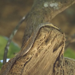 Dryophiops rubescens