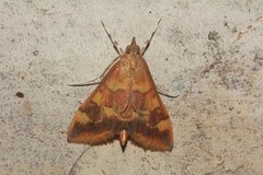 Pyrausta onythesalis