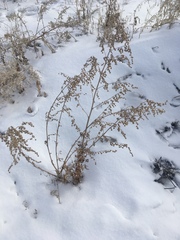 Artemisia sieversiana