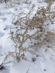 Artemisia sieversiana