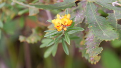 Pultenaea myrtoides