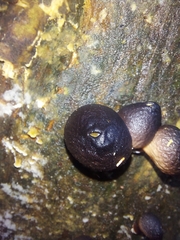 Lycoperdon fuligineum