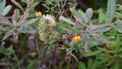 Pultenaea myrtoides