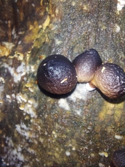 Lycoperdon fuligineum