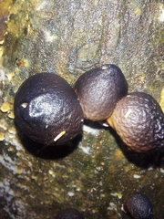 Lycoperdon fuligineum