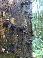 Lycoperdon fuligineum