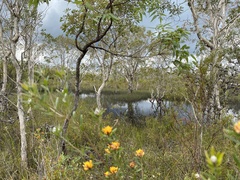 Pultenaea myrtoides