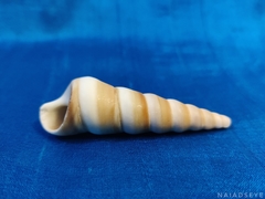 Turritellinella tricarinata