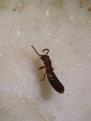 Paramblopusa borealis