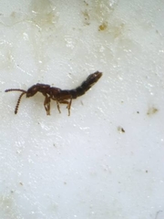 Paramblopusa borealis