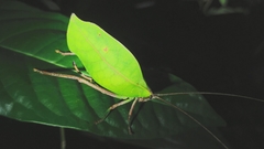 Cycloptera speculata