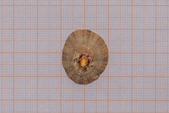 Patella rustica