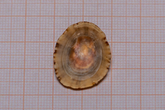 Patella rustica