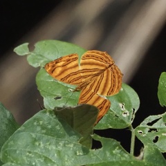 Chersonesia intermedia
