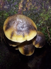 Hydropus nigrita