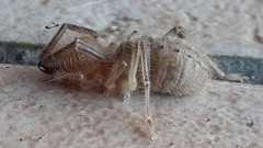 Ceromidae