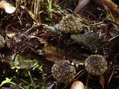 Lycoperdon compactum