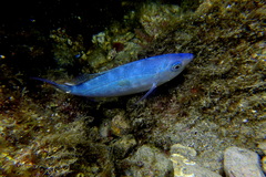 Spicara maena