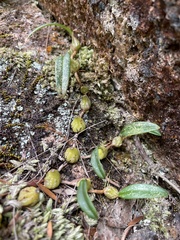 Bulbophyllum newportii