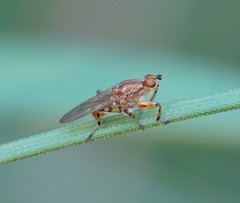 Tapeigaster annulipes