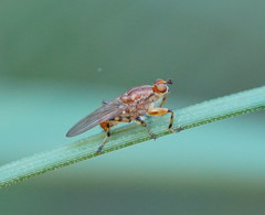Tapeigaster annulipes