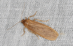 Scoliacma pactolias