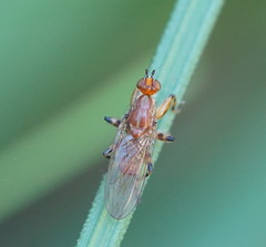 Tapeigaster annulipes
