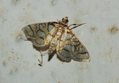 Pseudopyrausta santatalis