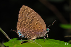 Arhopala athada