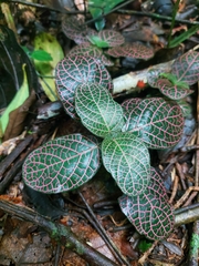 Fittonia albivenis
