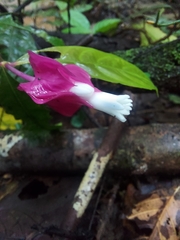Palicourea ostreophora