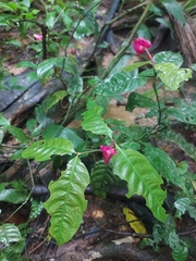 Palicourea ostreophora