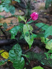 Palicourea ostreophora