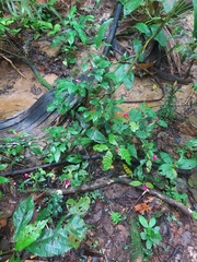 Palicourea ostreophora