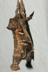 Inguromorpha arcifera