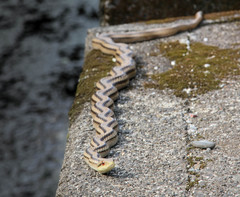 Elaphe quadrivirgata