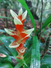 Tillandsia heliconioides