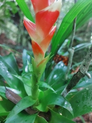 Tillandsia heliconioides