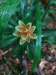 Tillandsia heliconioides