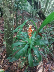 Tillandsia heliconioides